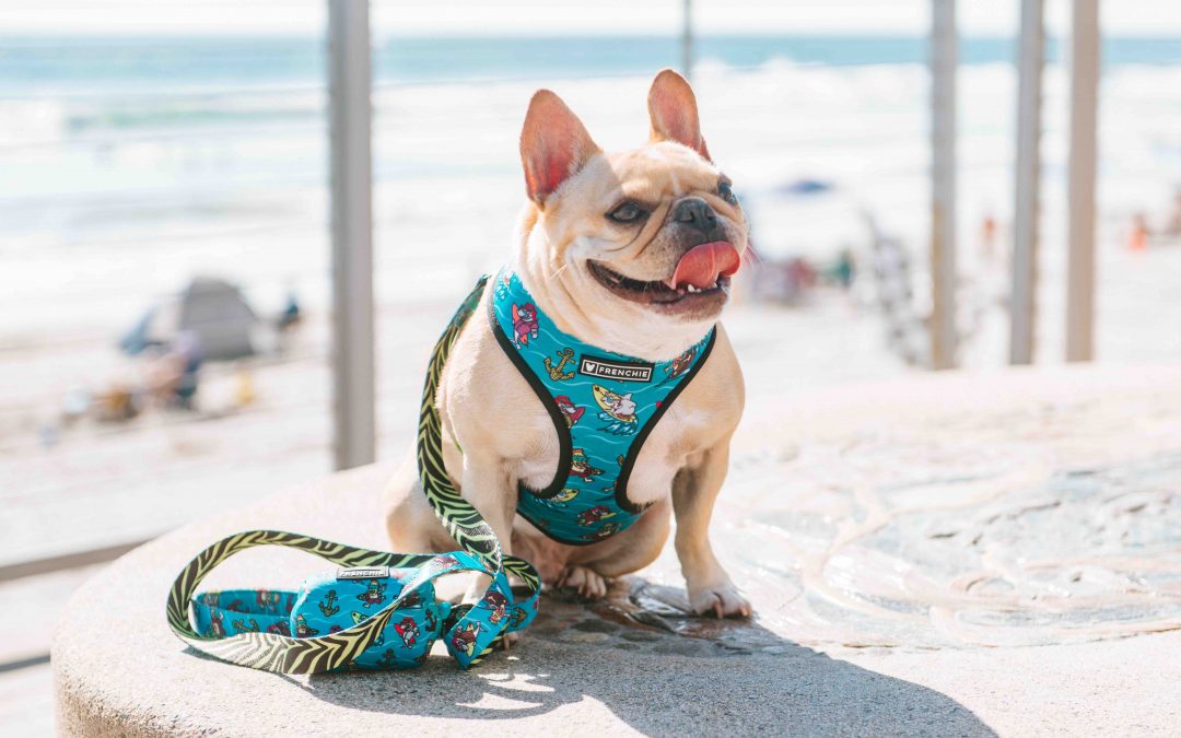Shower Your Pup With Love on National Dog Day