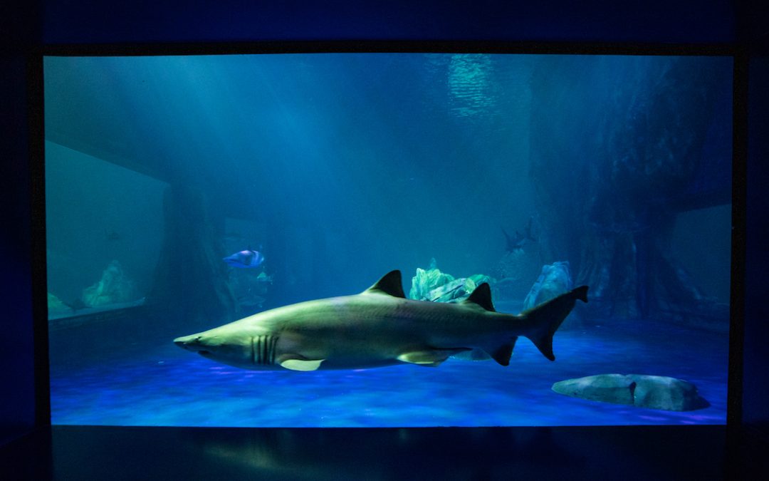 The South’s Best Aquariums and Aquatic Experiences