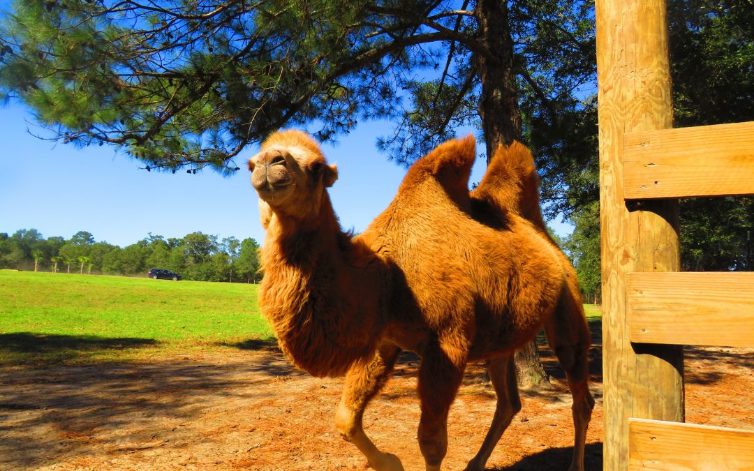 How to Feed Exotic Animals From Your Car at Eudora Farms